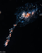 Agalma okenii - polygastric colony