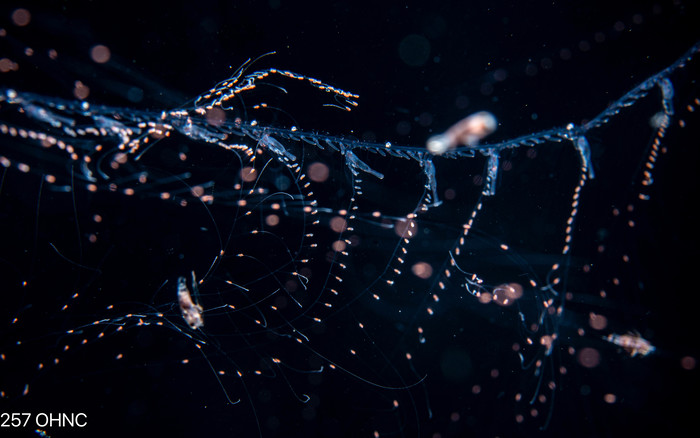 Nanomia bijuga - siphosome