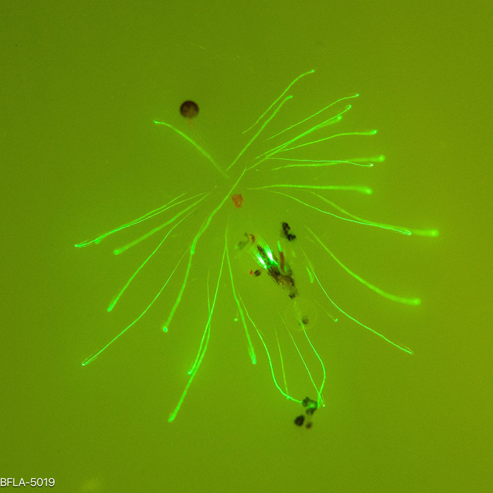 Forskalia edwardsii - Larval Colony