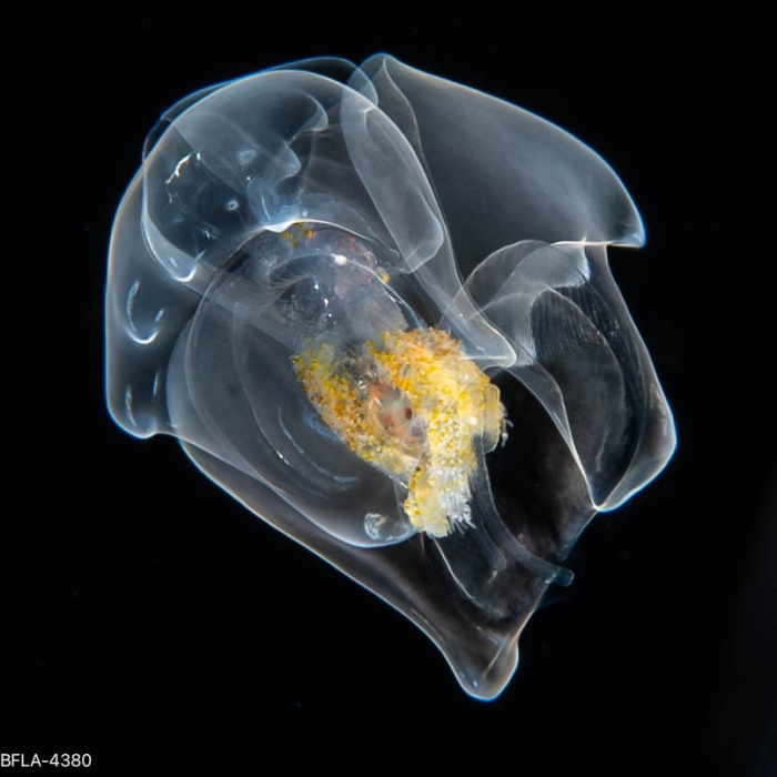 Hippopodius hippopus