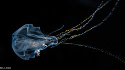 Hippopodius hippopus