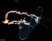 Sulculeolaria biloba