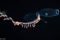 Sulculeolaria biloba