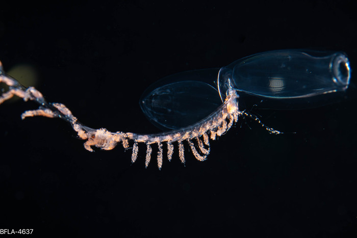 Sulculeolaria biloba