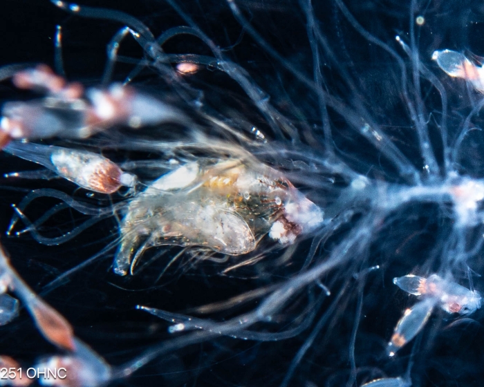 Forskalia tholoides with fish in gastrozooid 
