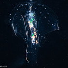 Stephanophyes superba