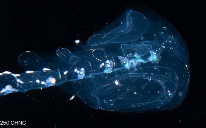 Stephanophyes superba