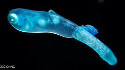 Physalia physalis - siphonula larva