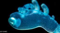 Physalia physalis - siphonula larva