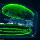 Ceratocymba leuckartii - polygastric colony 