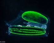 Ceratocymba leuckartii - polygastric colony 