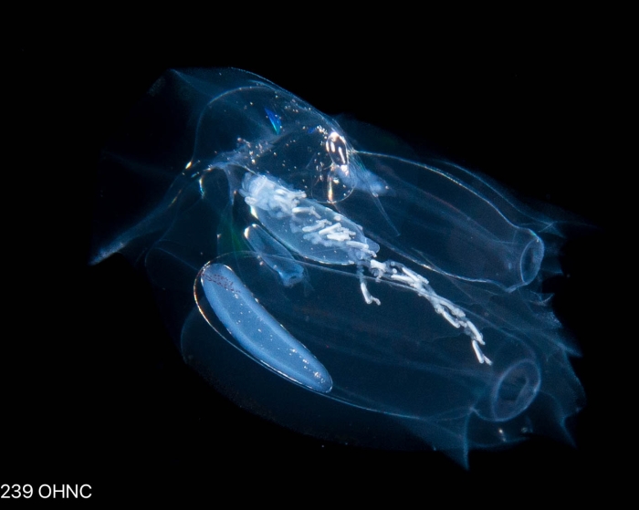 Ceratocymba leuckartii - eudoxid