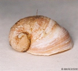 Velutina velutina (Mler O.F., 1776) 