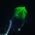 Diphyes bojani - polygastric colony