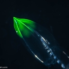 Diphyes bojani - polygastric colony