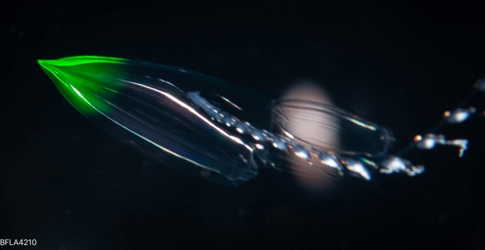 Diphyes bojani - polygastric colony