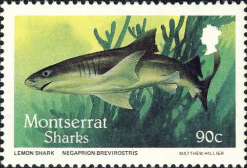 Negaprion brevirostris Negaprion brevirostris