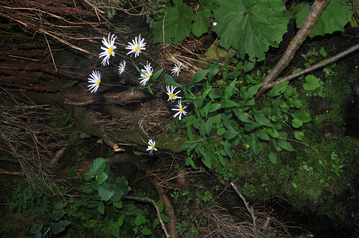 Leucanthemum rotundifolium in the Făgăraș Mountains