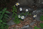 Leucanthemum rotundifolium in the Southern Carpathians
