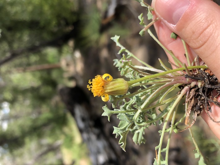 Image of Packera ionophylla
