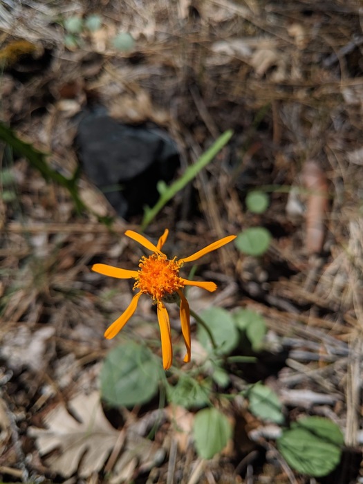 Image of Packera greenei