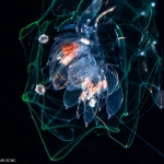 Agalma okenii  post-larva