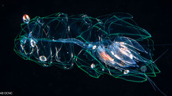 Agalma okenii  post-larva