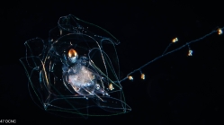 Agalma okenii - siphonula