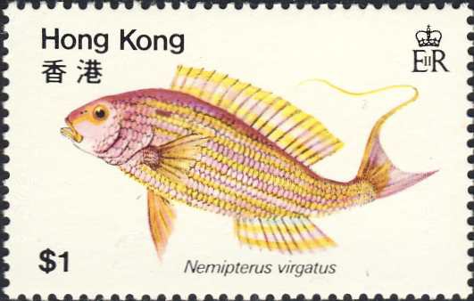 Nemipterus virgatus Nemipterus virgatus