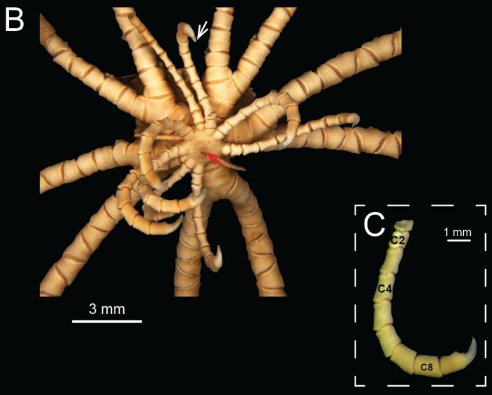 Comactinia auxiliadorae 