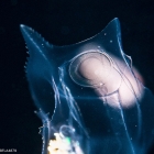 Abylopsis tetragona - polygastric colony