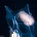 Abylopsis tetragona - polygastric colony