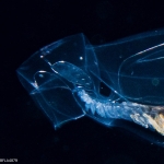 Abylopsis tetragona -polygastric colony