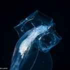 Abyla trigona - polygastric colony