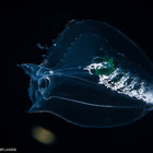 Abyla trigona - polygastric colony