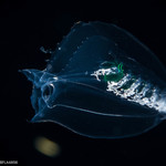 Abyla trigona - polygastric colony