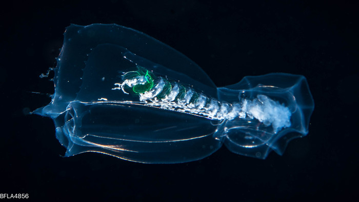 Abyla trigona - polygastric colony