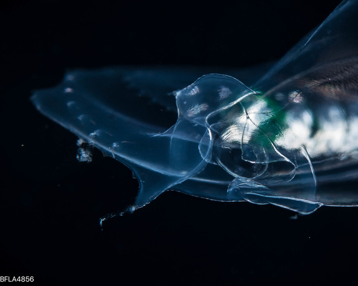 Abyla trigona - polygastric colony