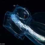 Abyla trigona - polygastric colony