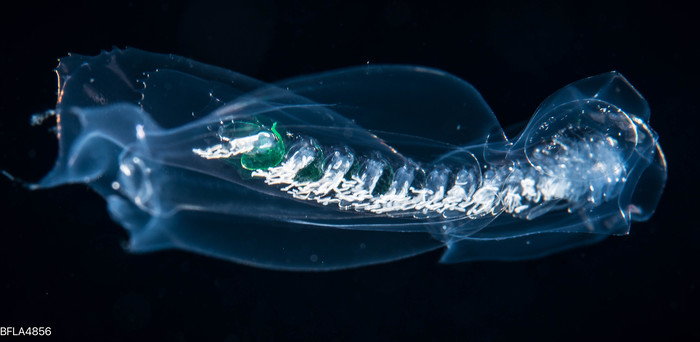 Abyla trigona - polygastric colony