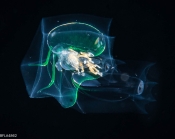 Abyla trigona - eudoxid stage