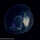 Amphicaryon peltifera