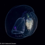 Amphicaryon peltifera