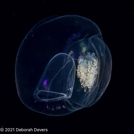 Amphicaryon peltifera