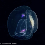 Amphicaryon peltifera