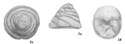 Polytaxis limata Dain, 1958