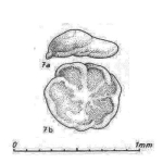 Polytaxis seelandensis Oberhauser, 1960