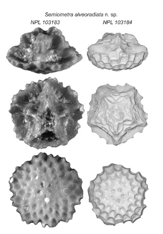 Semiometra alveoradiata