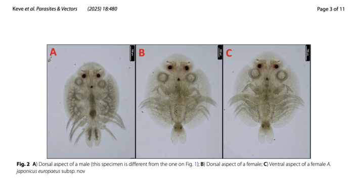 Argulus japonicus europaeus 