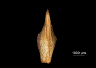 Glume of Oreobolus obtusangulus US02234148 Colombia
